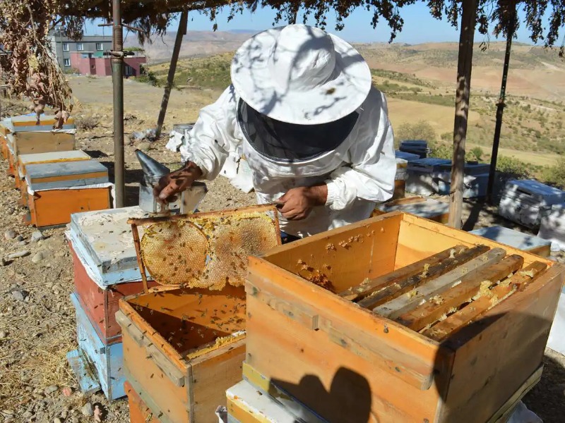 TÜİK verilerine göre 9,2 milyon adet arı kovanı var
